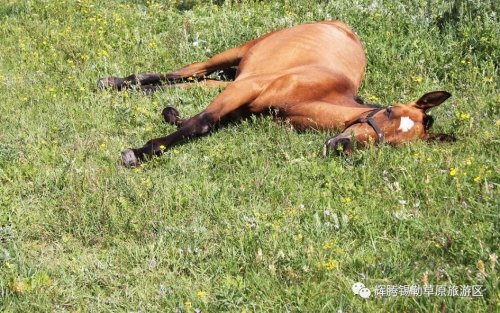 草原之魂（一）