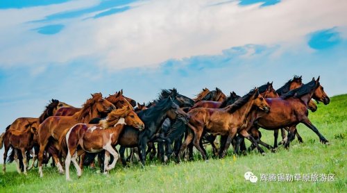草原之魂（二）