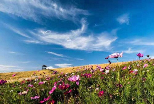 “辉腾锡勒草原上的小花”被曝光了，快来调查真相吧！