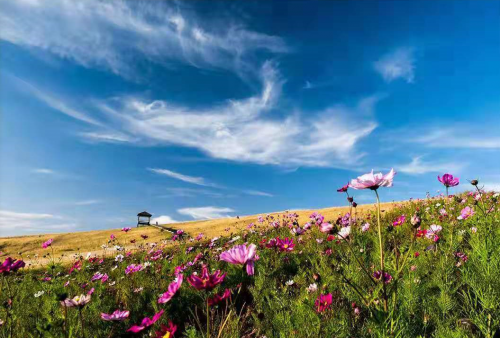 国庆七天乐| 辉腾锡勒黄花沟人气爆棚，让我们一起见证。