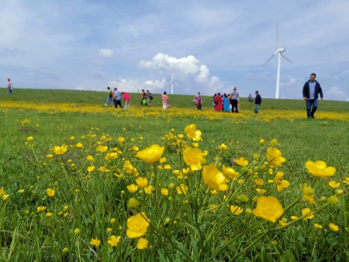 云科普 |  盛夏之魂、魅力绽放